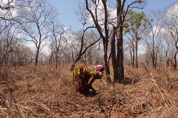 Persona che pianta piantine di grenadilla in un’area forestale in Tanzania.